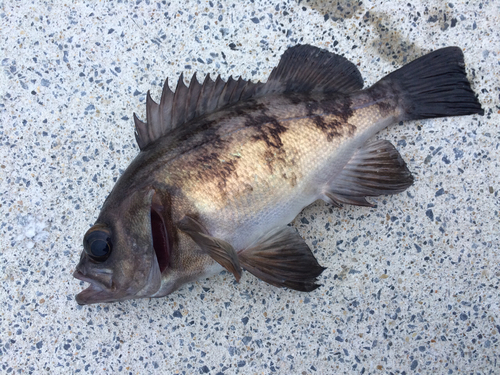 メバルの釣果