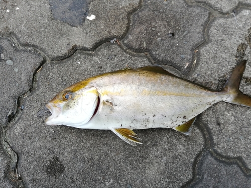 ショゴの釣果