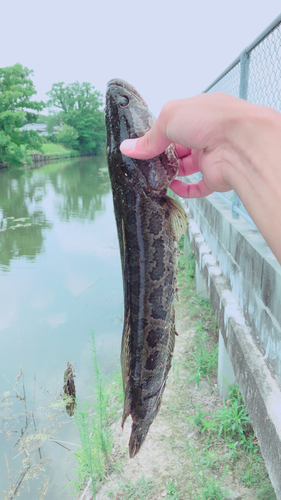 ライギョの釣果