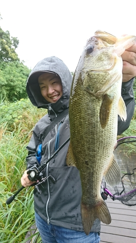 ブラックバスの釣果