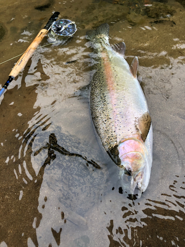 ニジマスの釣果