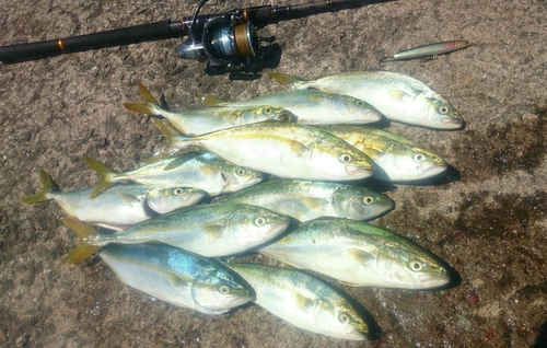 ツバスの釣果