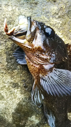 ムラソイの釣果