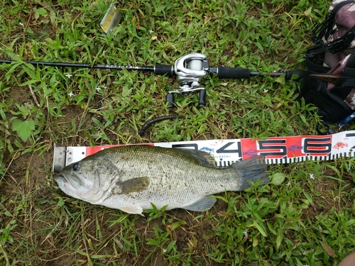 ブラックバスの釣果