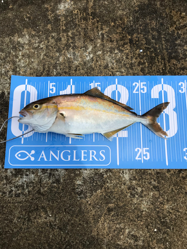 ショゴの釣果