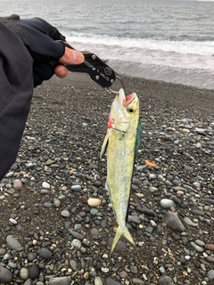 シイラの釣果