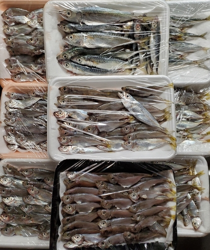 アジの釣果