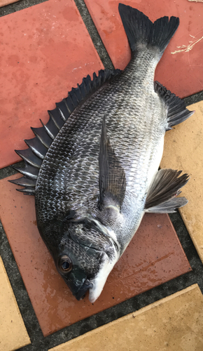 クロダイの釣果