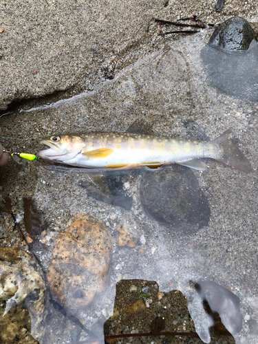 イワナの釣果