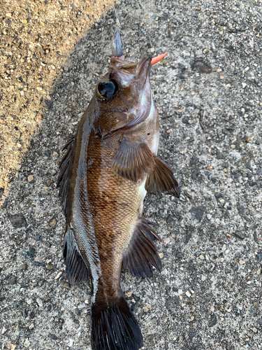 メバルの釣果