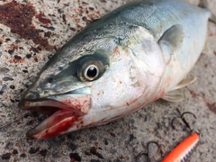 ワカシの釣果