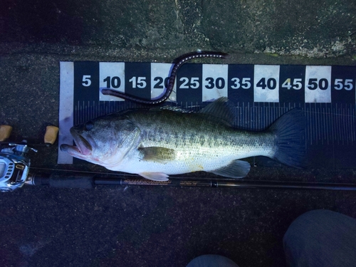 ブラックバスの釣果