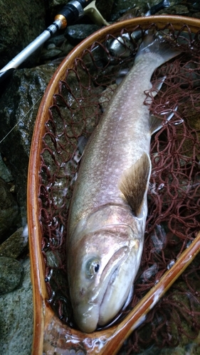 イワナの釣果