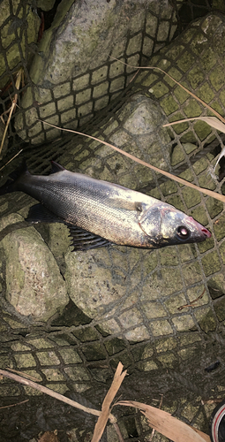 ナマズの釣果