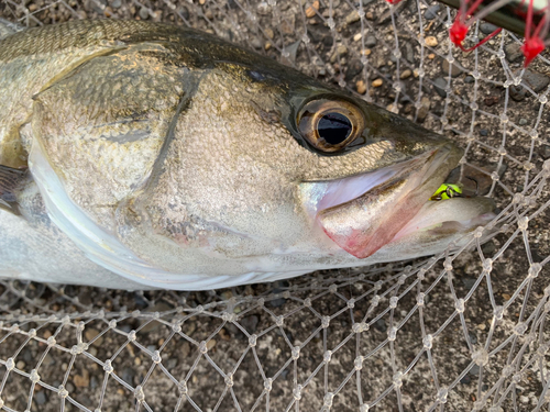 スズキの釣果