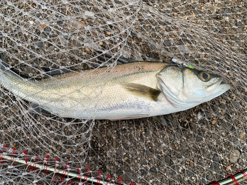 フッコ（マルスズキ）の釣果