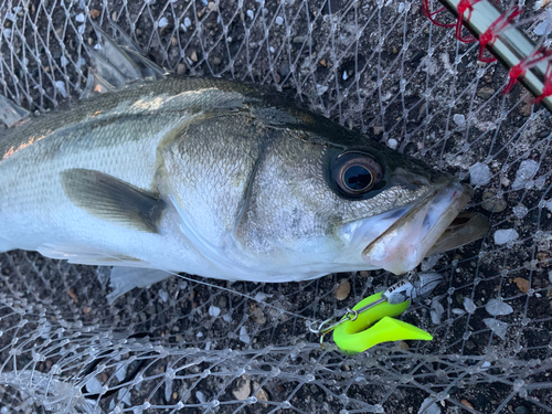 フッコ（マルスズキ）の釣果