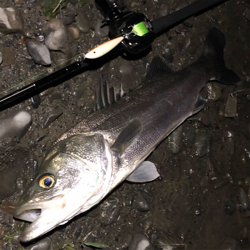 マルスズキの釣果