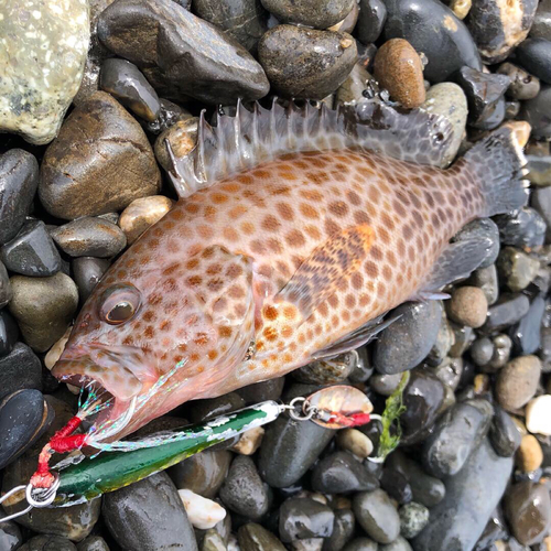 オオモンハタの釣果