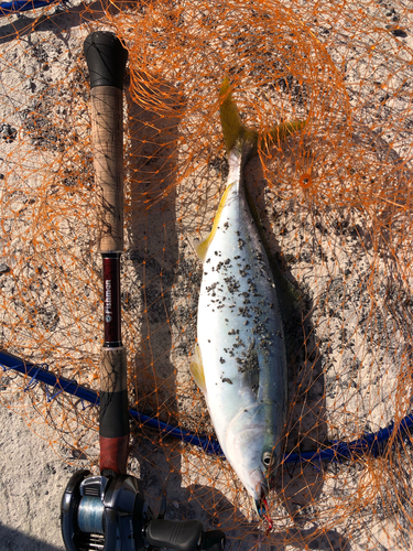 イナダの釣果