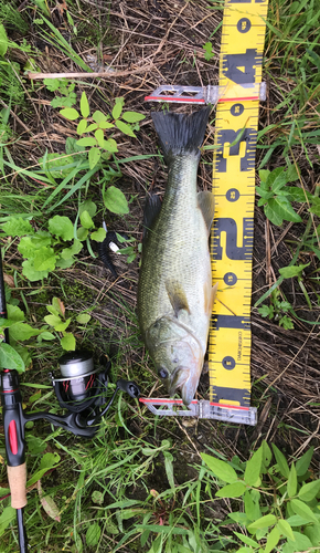 ブラックバスの釣果