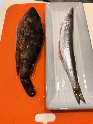 カマスの釣果