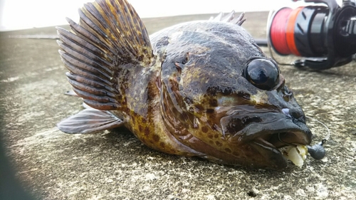 ムラソイの釣果