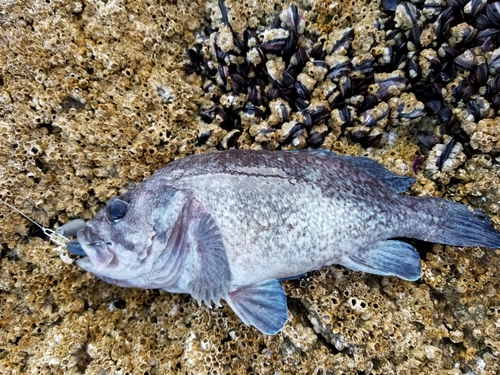 マゾイの釣果