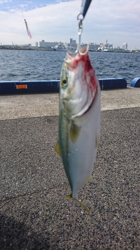 ツバスの釣果