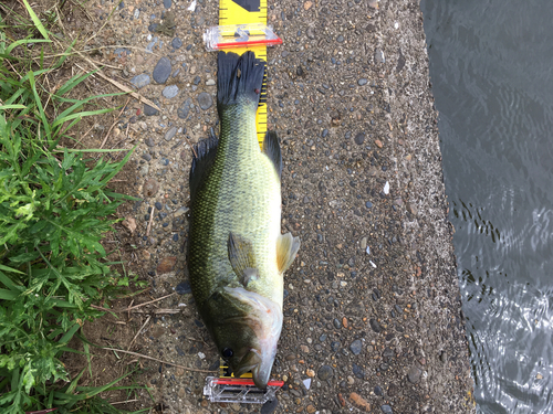 ブラックバスの釣果