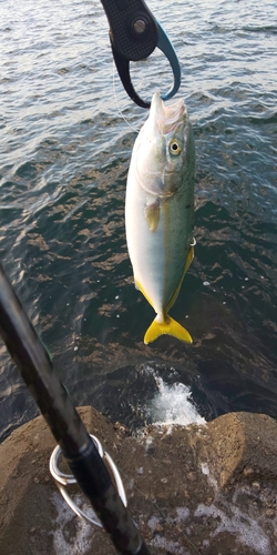 ワカシの釣果