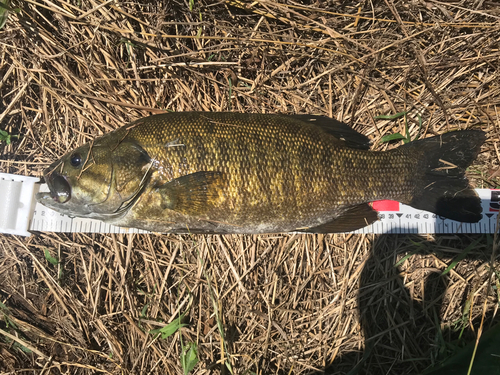 スモールマウスバスの釣果