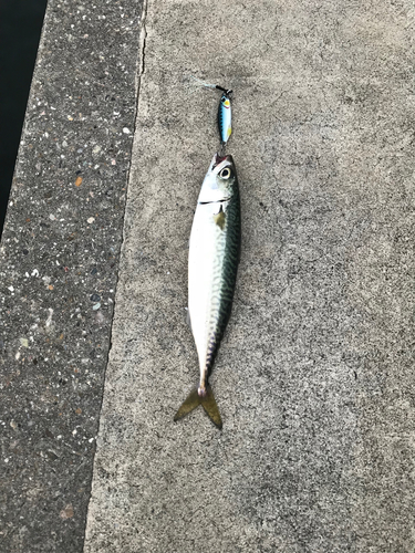 サバの釣果