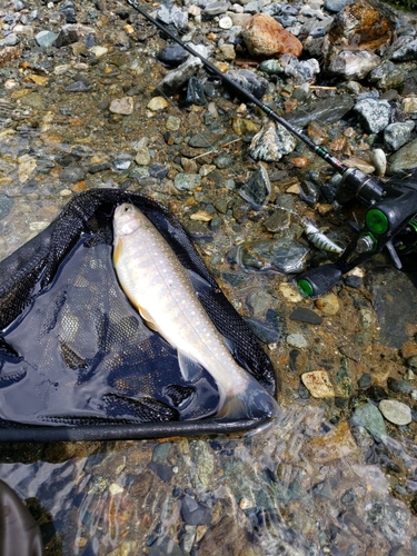 イワナの釣果