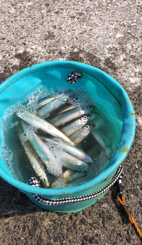 チカの釣果