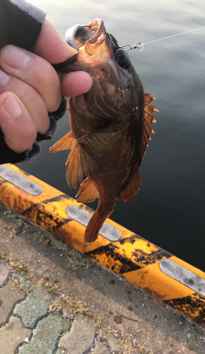 エゾメバルの釣果