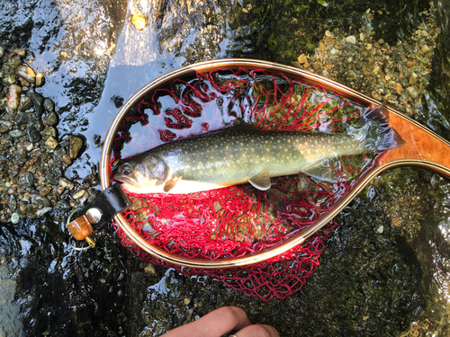 イワナの釣果