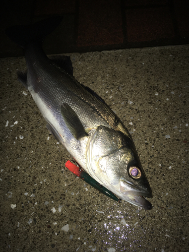 シーバスの釣果