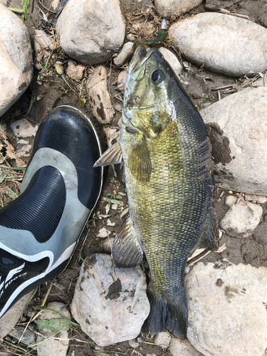 スモールマウスバスの釣果