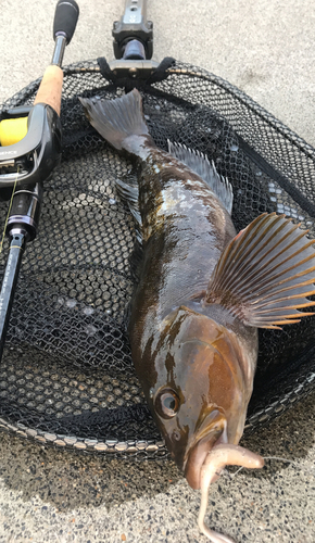 アイナメの釣果