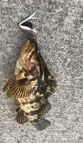 タケノコメバルの釣果