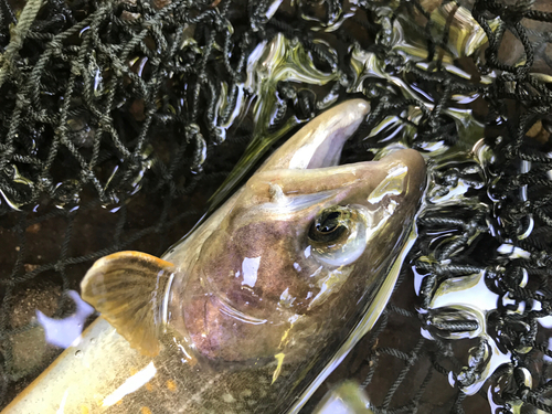 イワナの釣果