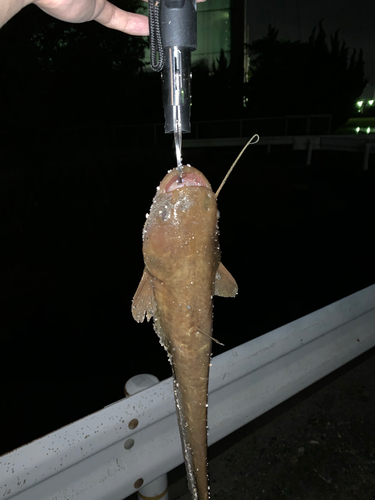 マナマズの釣果