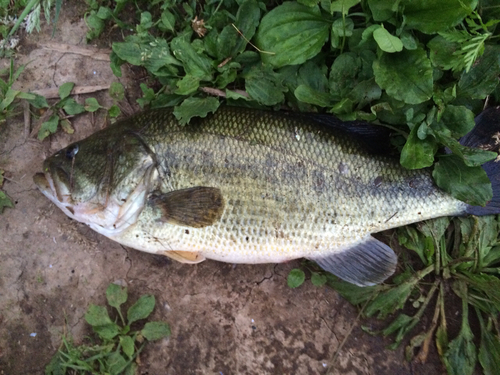 ブラックバスの釣果