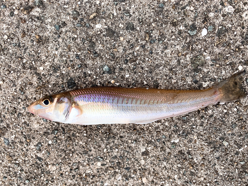 キスの釣果