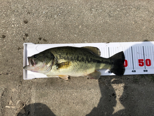 ブラックバスの釣果