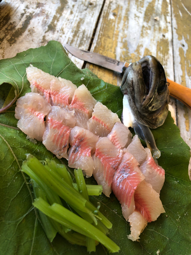 イワナの釣果