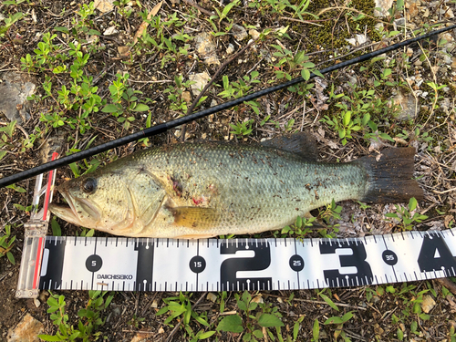 ブラックバスの釣果