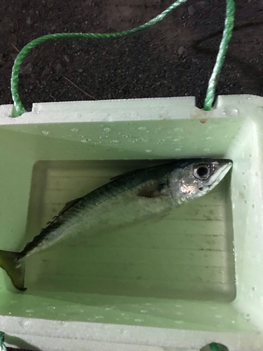 マサバの釣果