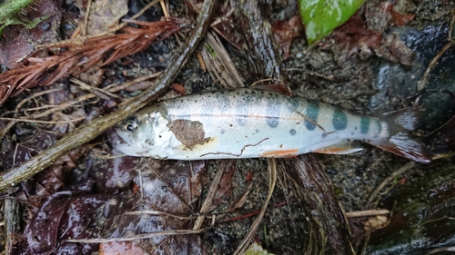 ヤマメの釣果